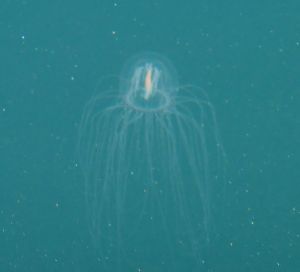 Bell jelly by C.Parsons