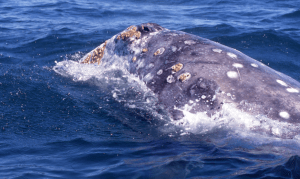 Credit: Laura Francis/Channel Islands National Marine Sanctuary