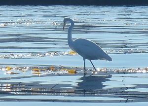 Great Egret by C. Parsons
