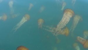 Sea Nettles by C.Parsons