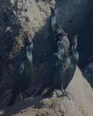 Brandt's cormorants by Chris Parsons