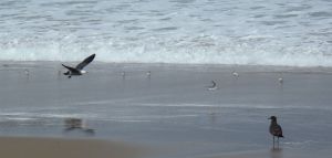 Adult Gull Chases Sanderling by Chris Parsons