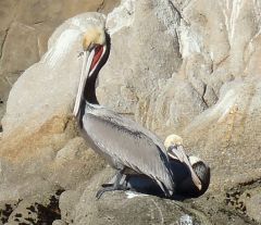 PelicansOnRocks by Chris Parsons