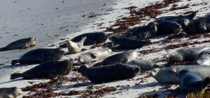 Pregnant Harbor Seals by Chris Parsons