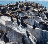 SeaLions+Cormorants2.25 by Chris Parsons