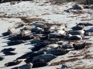 Seals-Harbor+Elephant by Chris Parsons