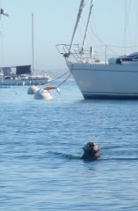 SeaOtterInHarbor by Chris Parsons