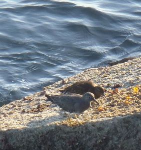 Surfbird + turnstone by Chris Parsons