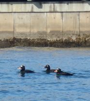 SurfScoters Wf2 by Chris Parsons