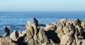 Turkey Vulture Group by Chris Parsons