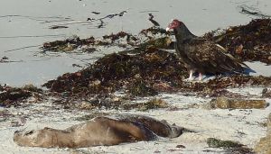 TurkeyVulture&Meal by Chris Parsons