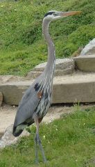 Great blue on walk by Chris Parsons