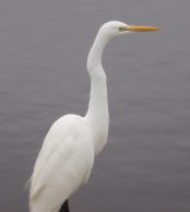 Great Egret at Crespi