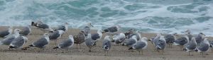 Gull Group Carmel by Chris Parsons