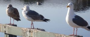 Gulls 3 at Roberts Lake by Chris Parsons
