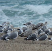 Gulls at Carmel River Lagoon by Chris Parsons