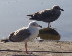 Immature Gulls by Chris Parsons