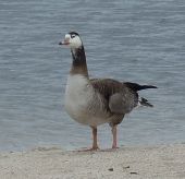 Mystery Goose by Chris Parsons