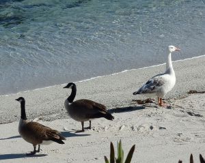 Odd Goose2 by Chris Parsons