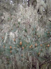 Point Lobos Pines by Chris Parsons