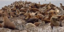 Sea Lions Breakwater by Chris Parsons