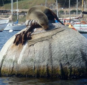 Sea Lion on Mooring by Chris Parsons