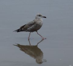 Young gull on walk by Chris Parsons