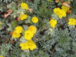 Beach primroseCamissoniopsis cheiranthifolia