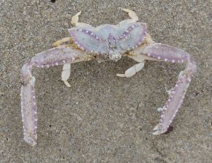 Elbow Crab by C.Parsons
