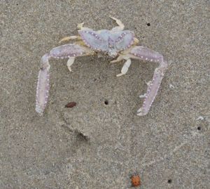 Elbow crab+ladybug by C. Parsons