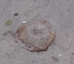 Sea Nettle beached by CM Parsons