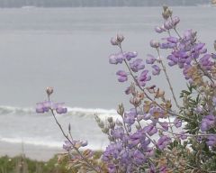 Blue bush lupine Lupinus chamissonis