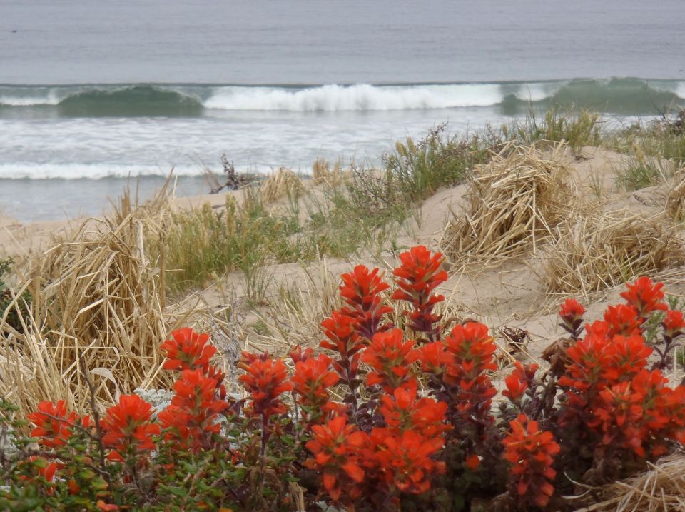 Monterey paintbrushCastilleja latifolia