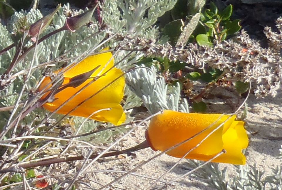 California poppyEschscholzia californica
