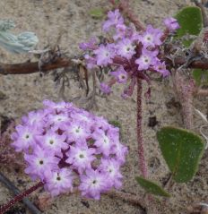 Pink sand verbenaAbronia umbellata