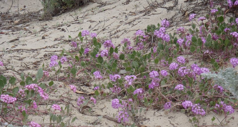 Pink sand verbenaAbronia umbellata