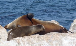 Sea lion pup nursing by C. Parsons