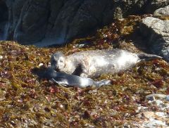 Seal mom & new pup by C. Parsons