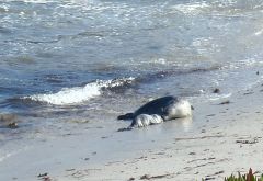Seal w swimming pup by C. Parsons