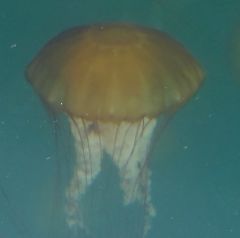 Sea nettle by CM Parsons