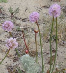 Sea pinkArmeria meritima