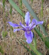 Iris Point Lobos by C. Parsons