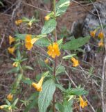 Monkeyflower Point Lobos by CM. Parsons