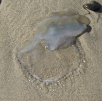 Melibe2 by CM Parsons