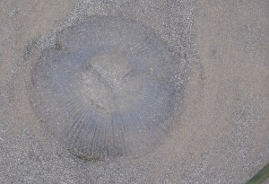 Aequorea jelly blob by CM Parsons