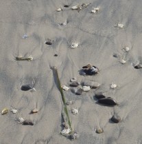 Beached Dungeness by CM Parsons