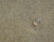 Gooseberry blobs by CM Parsons