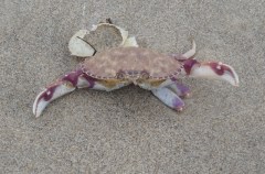 Cancer gracilis molt by CM Parsons