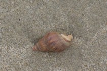 Nassarius fossatus by CM Parsons