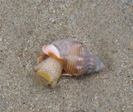 Nassa Snail4 by CM Parsons